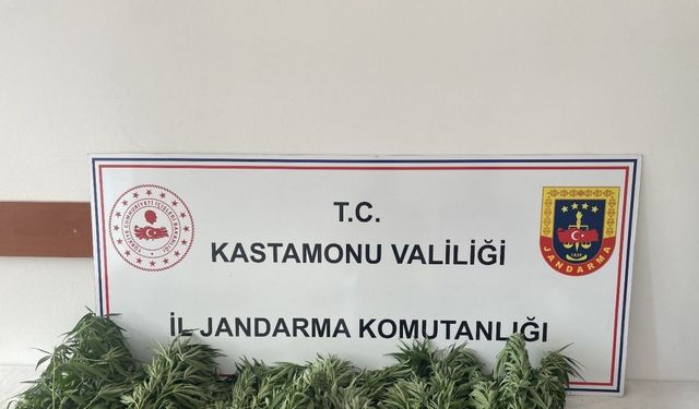 Kastamonu’da 132 kök kenevir ele geçirildi: 1 gözaltı