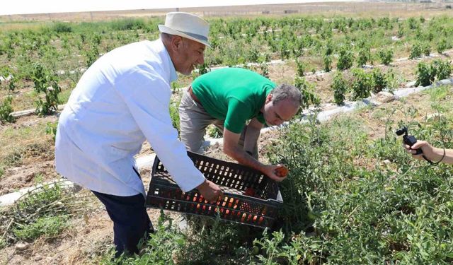 Niğde’de üniversitenin tarım arazilerinde sebze meyve hasadı başladı