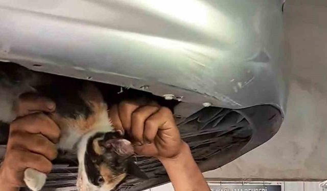 Otomobilin motoruna sıkışan kedi için seferber oldular