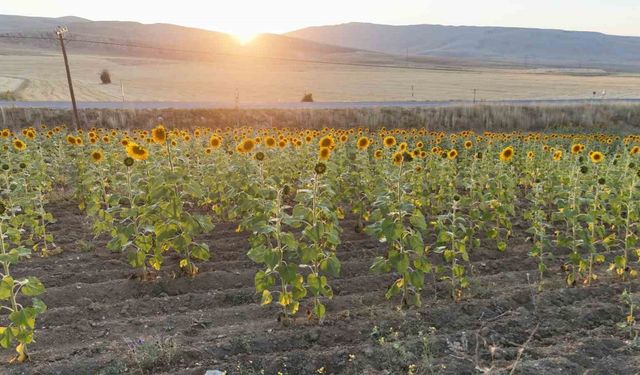 Sivas’ta ayçiçek üretiminde rekor artış