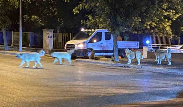 Sürü halinde gezen sokak hayvanları endişeye neden oluyor