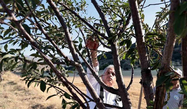 Talas’ın bahçıvan başkanı