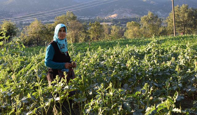 Çorum'dan dünyaya açılan lezzet: Doğla’nın Çiçek Bamyası!