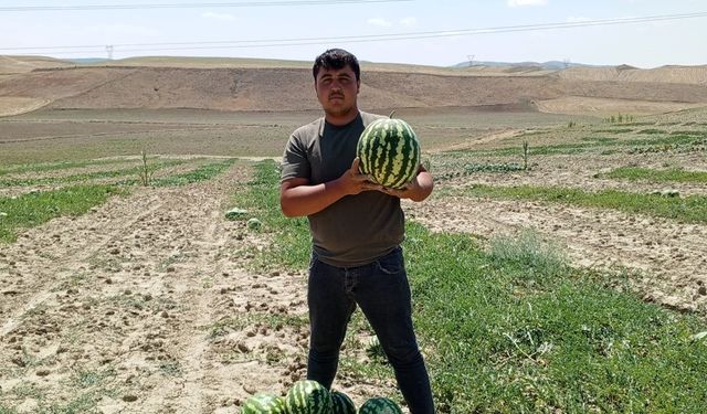 Bu karpuzlar başka! Çorum'un bu ilçesinde yetiştirilen yerli karpuzlar pazar tezgahlarında