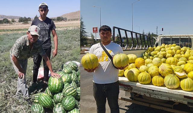 Çorum'un bu ilçesinde 90 dönüm arazide kavun ve karpuz yetişiyor