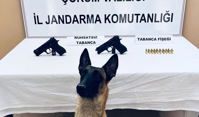 Çorum'da bomba arama köpeği Arşiv’in hassas burnu sayesinde silahlar ele geçirildi