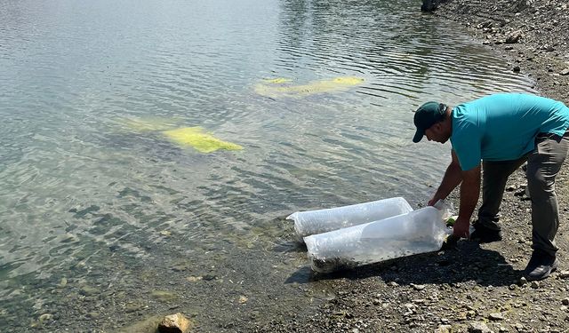 Çorum'un bu ilçesinde barajlara 320 bin yavru balık bırakıldı