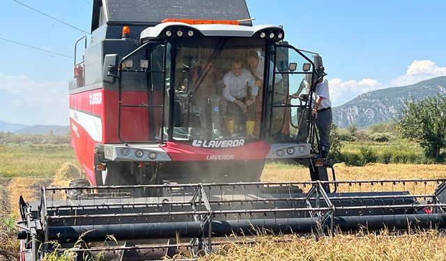 Kargı'da üreticilerin çeltik hasadı mesaisi başladı