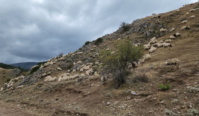 Amasya'da yaylacıların dönüş yolculuğu başladı