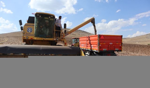 Amasya'da yerli tohumdan üretilen ayçiçeğinin hasadı yapıldı