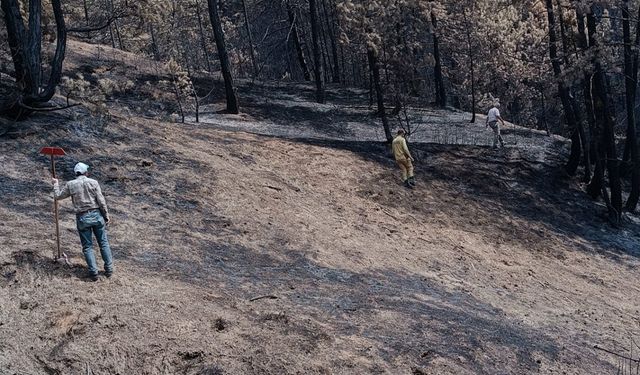 Bolu Göynük'te yanan orman alanlarında çalışma başlatıldı