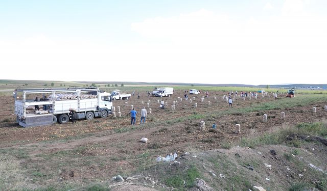 Çorum'da bir üretici, tüccarın "küçük" diye almadığı patatesleri ücretsiz dağıttı