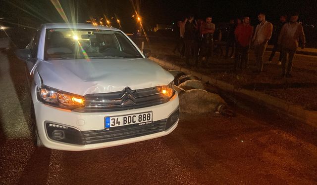 Giresun'da otomobilin çarptığı sürüdeki 12 koyun telef oldu