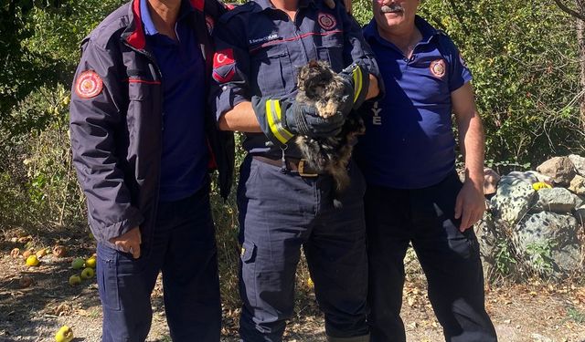 Gümüşhane'de kafası konserve kutusuna sıkışan kedi kurtarıldı