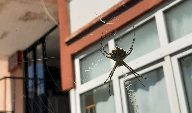 Karabük'te zehirli örümceklerden "argiope lobata" türüne rastlandı