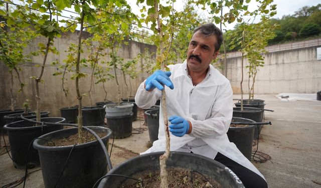 Mahsulünü işlemeyi öğrenen üreticiler fındığa değer katacak