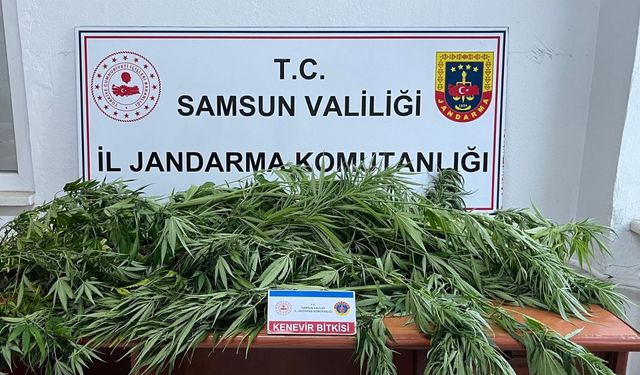 Samsun'da Fındık Bahçesine Kenevir Ekme Skandalı: Şüpheli Tutuksuz Yargılanacak