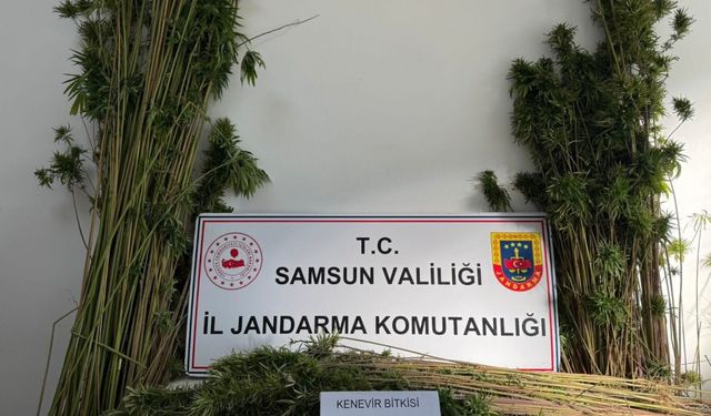 Samsun'da jandarma 957 kök kenevir bitkisi ele geçirdi