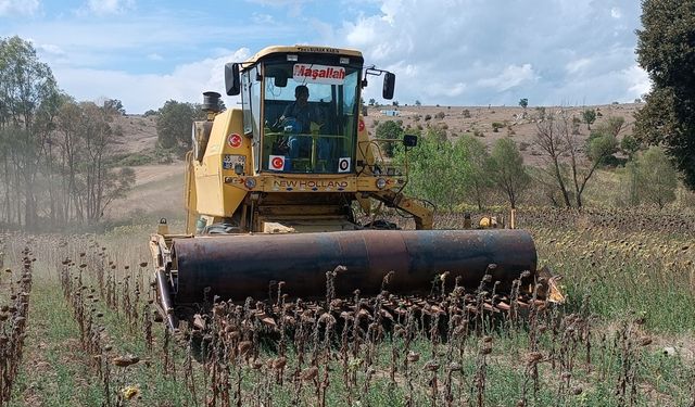 Samsun'un Havza ilçesinde 21 bin ton ayçiçeği rekoltesi bekleniyor