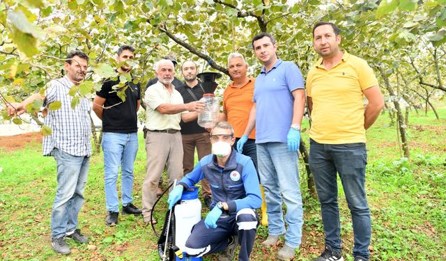 Trabzon'da belediye ekipleri kahverengi kokarcayla mücadeleye destek veriyor