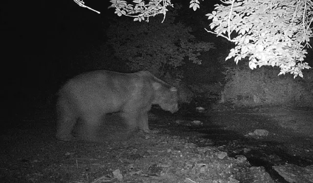 Bilecik’te fotokapana önce ayı sonra domuz sürüsü yakalandı