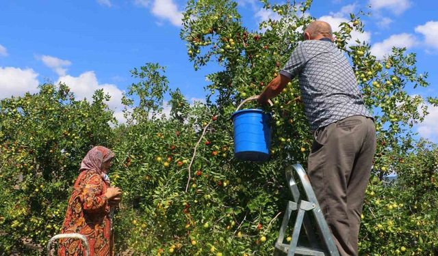 Başkent’in yanı başında yetişen hünnabın hasadı başladı