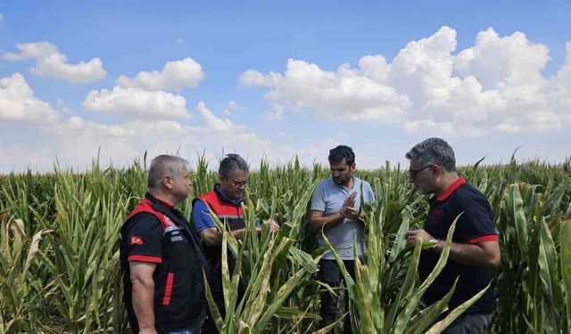 Eskişehir tohumluk üretimini 10 bin dekardan 200 bin dekara ulaştı