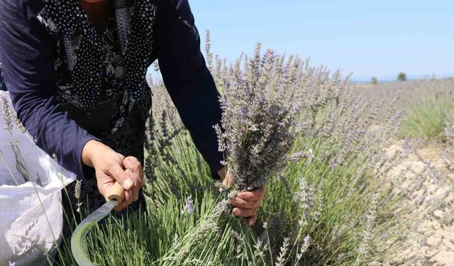 Eskişehir’de el yordamı ile lavanta hasadı başladı