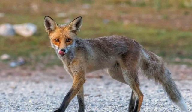 Fotoğraf tutkunu savcı: Yaban hayatı ona poz veriyor