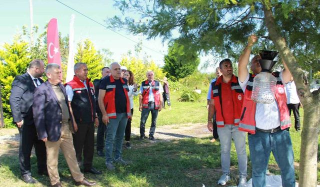 Kahverengi kokarca ile mücadele: Fındık bahçeleri kışlak öncesi ilaçlandı