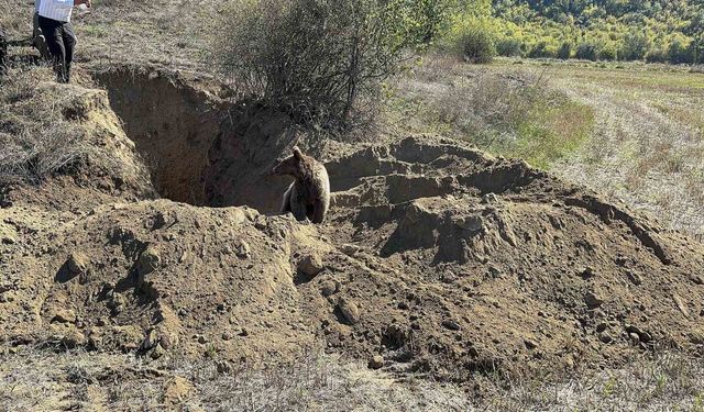 Kastamonu’da definecilerin kazdığı çukura düşen yavru ayı kurtarıldı