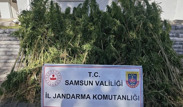 Samsun’da jandarma 728 kök kenevir bitkisi ele geçirdi