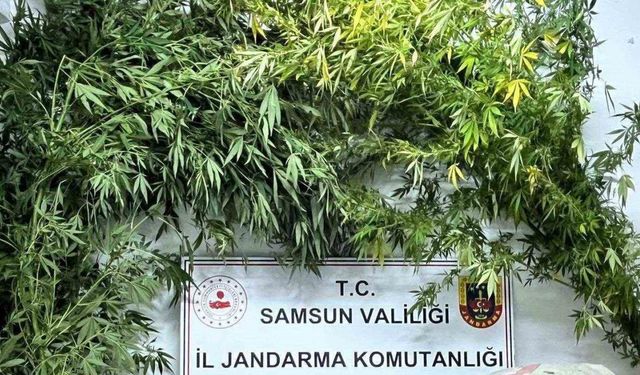 Samsun’da jandarma 8 kilo kubar esrar ele geçirdi