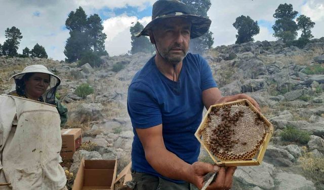 Toros Dağlarının zirvelerinde ayı korkusundan ballar erken hasat edildi