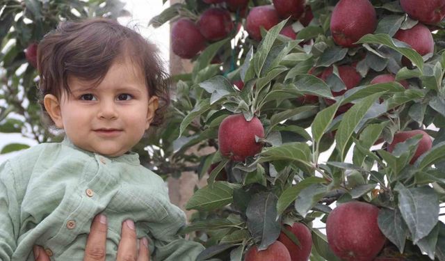 Yahyalı’da elma hasadı başladı