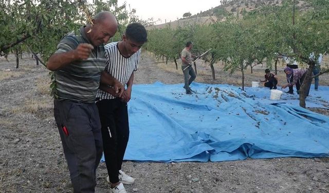 Yozgat’ta badem üreticisi yüksek verimi halay çekerek kutladı