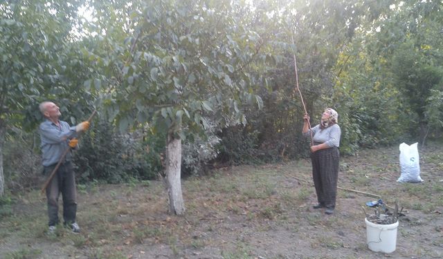 Coğrafi tescil işaretli Oğuzlar Cevizi'nde hasat sezonu devam ediyor