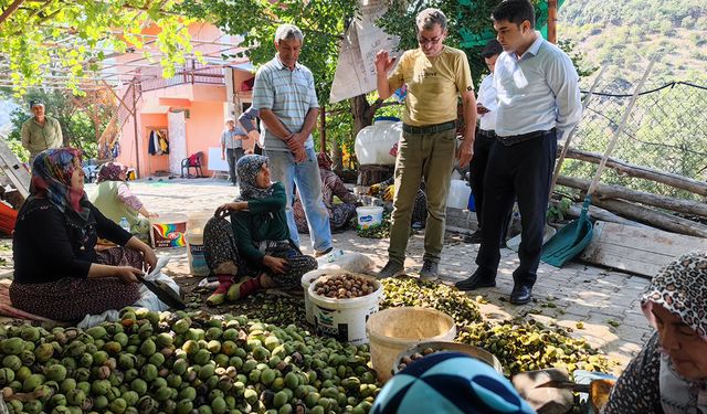 Türkiye'nin ceviz cenneti Oğuzlar'da hasat zamanı!