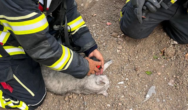 Yangın çıkan evde mahsur kalan kedi, itfaiye ekiplerinin ilk yardımıyla kurtarıldı!