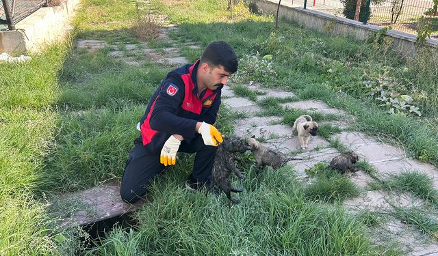 Gider borusuna sıkışan minik kedi ve köpek yavrularını itfaiye kurtarıldı