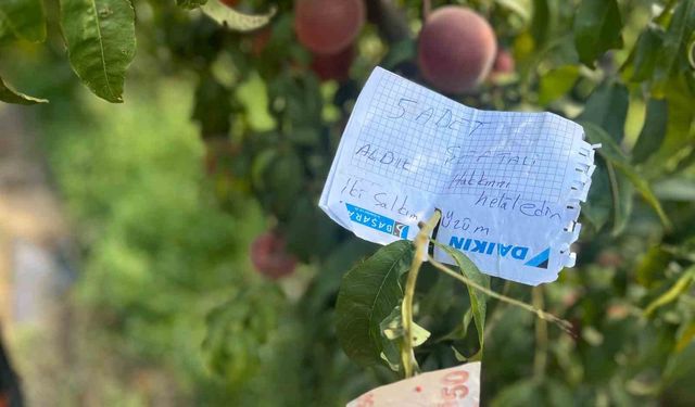 Bursa'da Şeftali ve Üzüm İçin Bırakılan Not Duygulandırdı: Hakkını Helal Et!