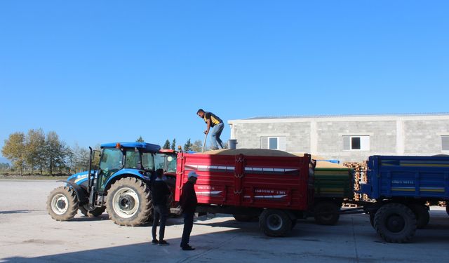 Bafra Ovası'nda hasat edilen çeltiğin alım işlemleri sürüyor