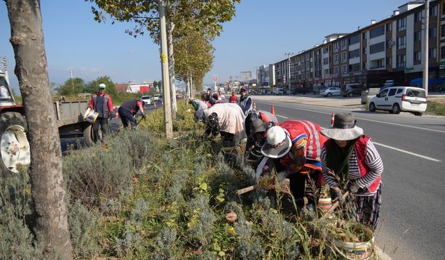 Düzce'de yeşil alanlarda bakım çalışmaları devam ediyor