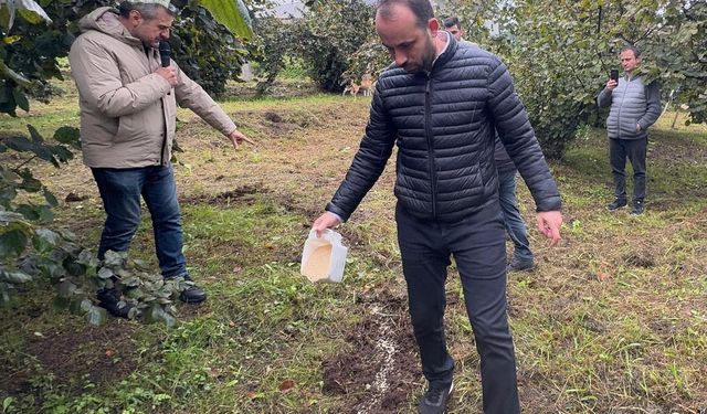 Giresun'da fındık üreticilerine modern yetiştiricilik yöntemleri öğretiliyor