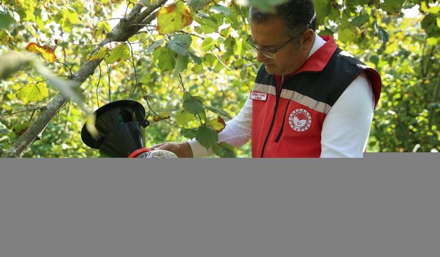 Kahverengi kokarca ile mücadelede fındık bahçelerine 2 bin 200 feromon tuzak asıldı