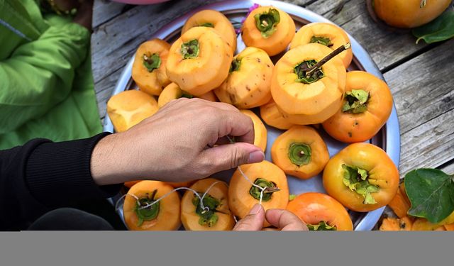 Kahverengi kokarcanın etkilediği "Trabzon hurması"nda hasat dönemi başladı