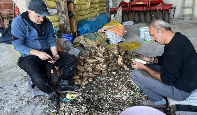 Kavak'ta şeker pancarı pekmezi mesaisi başladı