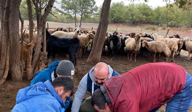 Keneyle ilgili Türk ve Japon araştırmacılar saha çalışması yaptı