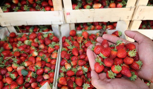 Ordu'da 466 dekarda 1218 ton çilek üretildi