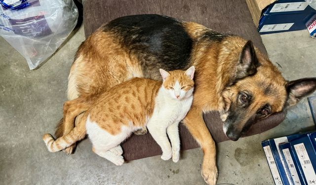 Oto servisinde beslenen kedi ve köpek sıkı dost oldu